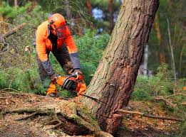 Reliable Rosemont, CA Tree Removal and Landscaping Services Solutions